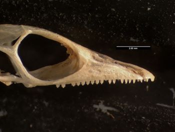 Media type: image;   Herpetology R-59250